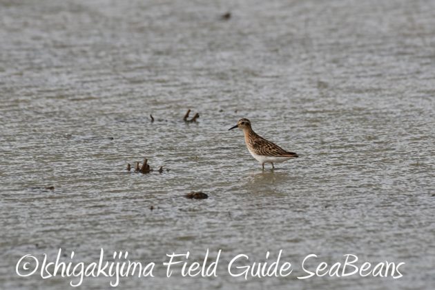 8月1日 石垣島 バードウオッチング 野鳥撮影10