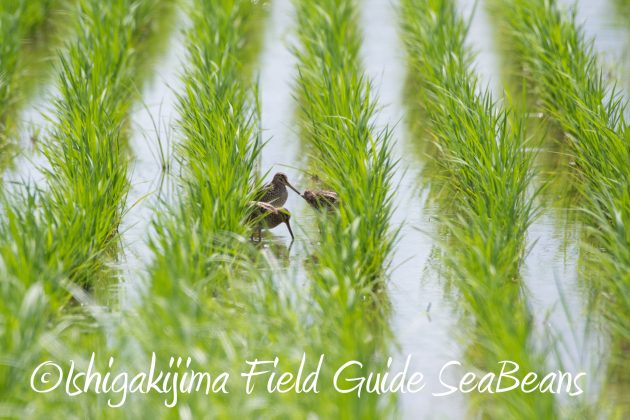 8月27日石垣島バードウオッチング＆野鳥撮影12