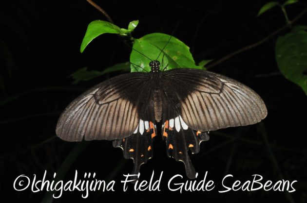 8月2日　石垣島ナイトツアー17