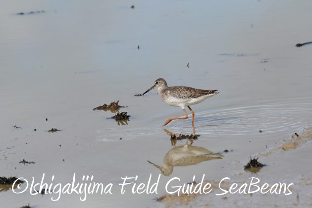 8月17日石垣島バードウオッチング&野鳥撮影6