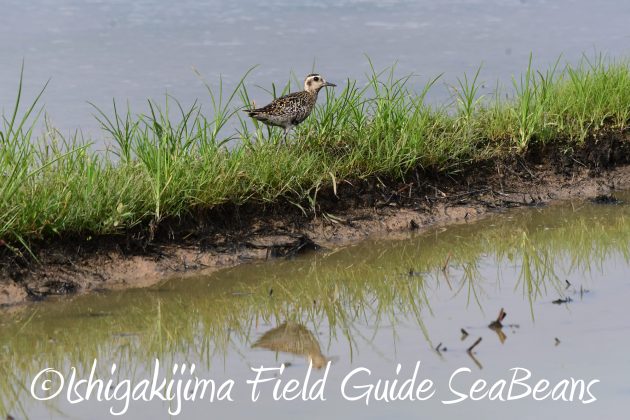 8月17日石垣島バードウオッチング&野鳥撮影5