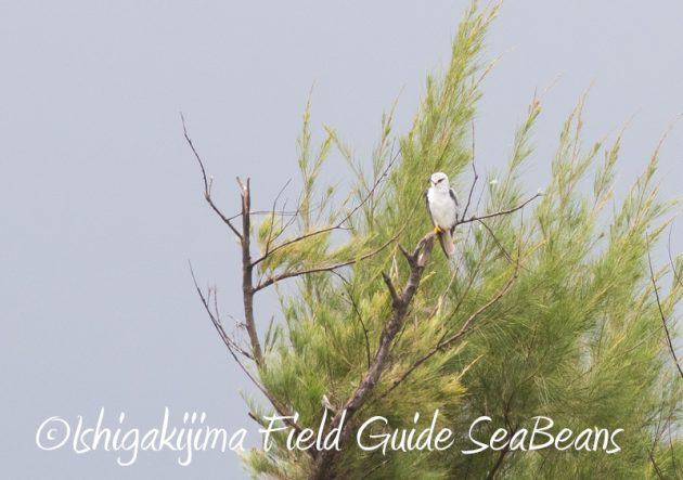 8月10日石垣島 バードウオッチング&野鳥撮影10