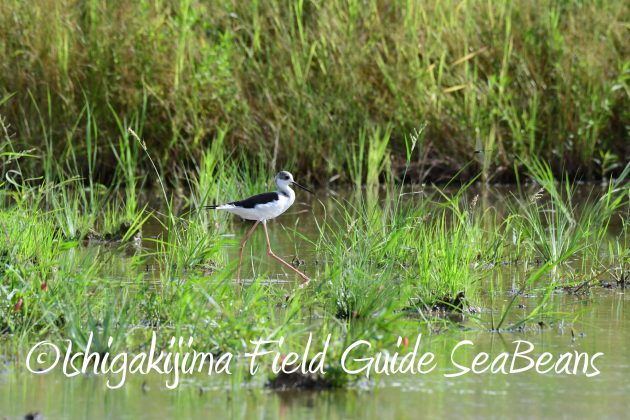 8月27日石垣島バードウオッチング＆野鳥撮影3