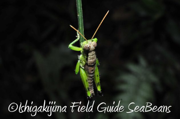 8月9日石垣島ナイトツアー10