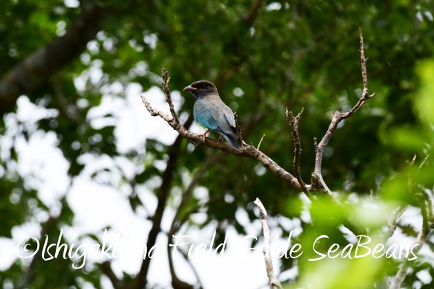 8月16日石垣島　バードウオッチング＆野鳥撮影ガイド11