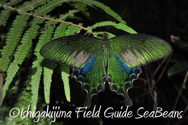 8月13日石垣島ナイトツアー15