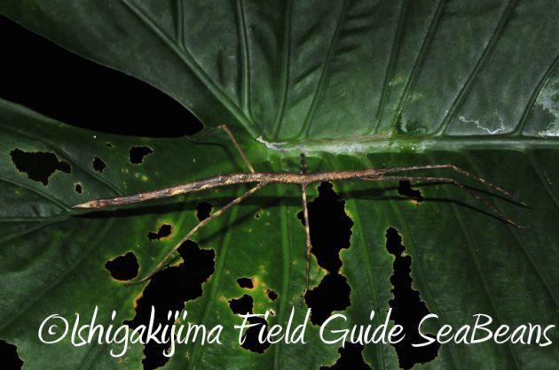 8月11日石垣島ナイトツアー5