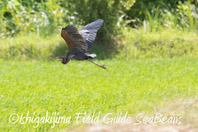 8月27日石垣島バードウオッチング＆野鳥撮影7