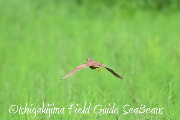 8月2日石垣島　バードウオッチング　野鳥撮影11