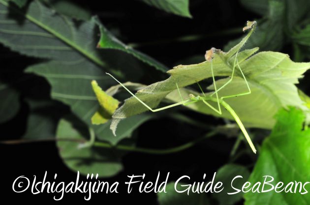 8月24日石垣島ナイトツアー19