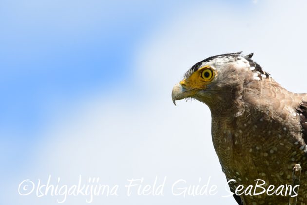 8月8日石垣島 バードウオッチング&野鳥撮影14