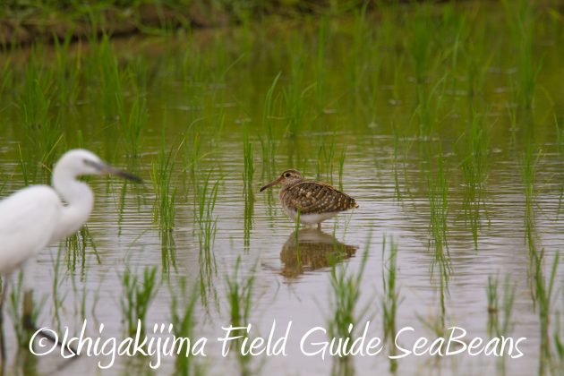 8月31日石垣島バードウオッチング＆野鳥撮影15