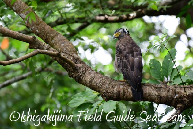 8月8日石垣島 バードウオッチング&野鳥撮影13