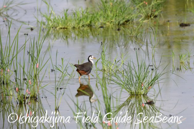 8月17日石垣島バードウオッチング&野鳥撮影7