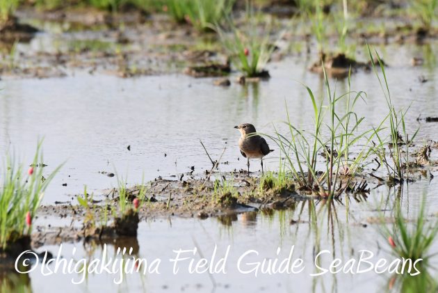 8月25日石垣島バードウオッチング＆野鳥撮影ガイド5