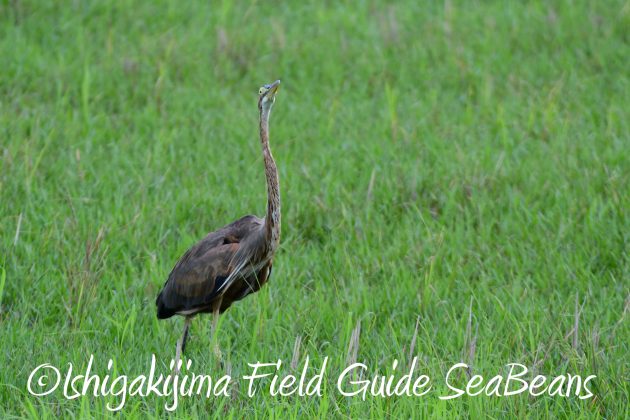 8月13日石垣島バードウオッチング＆野鳥撮影15
