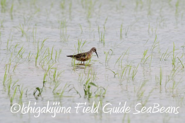 8月11日石垣島バードウオッチング＆野鳥撮影4
