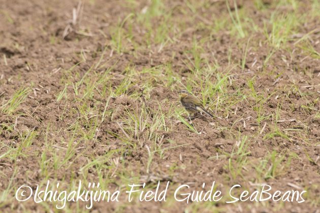 8月26日石垣島バードウオッチング＆野鳥撮影ガイド6