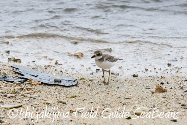 8月10日石垣島 バードウオッチング&野鳥撮影14