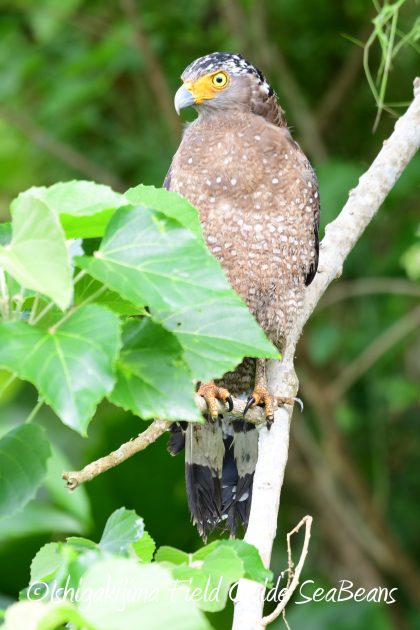 8.15石垣島バードウオッチング&野鳥撮影15