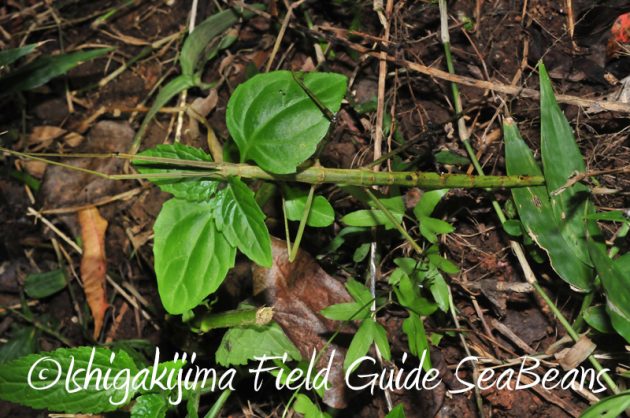 7月31日 石垣島ナイトツアー15