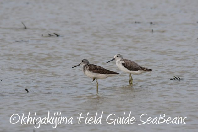 8月1日 石垣島 バードウオッチング 野鳥撮影9