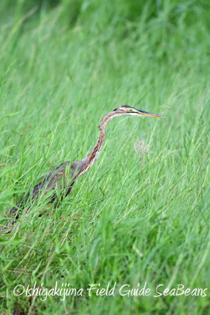8月11日石垣島バードウオッチング＆野鳥撮影9