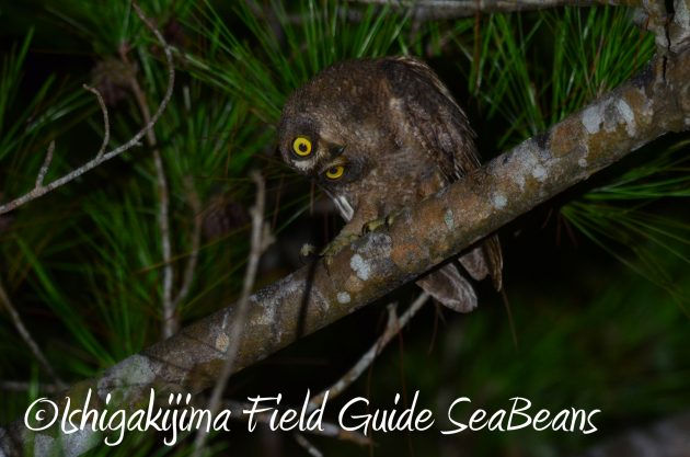 8月24日石垣島ナイトツアー2