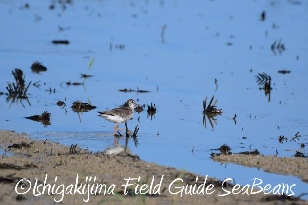 8.15石垣島バードウオッチング&野鳥撮影4