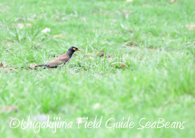 8月17日石垣島バードウオッチング&野鳥撮影21