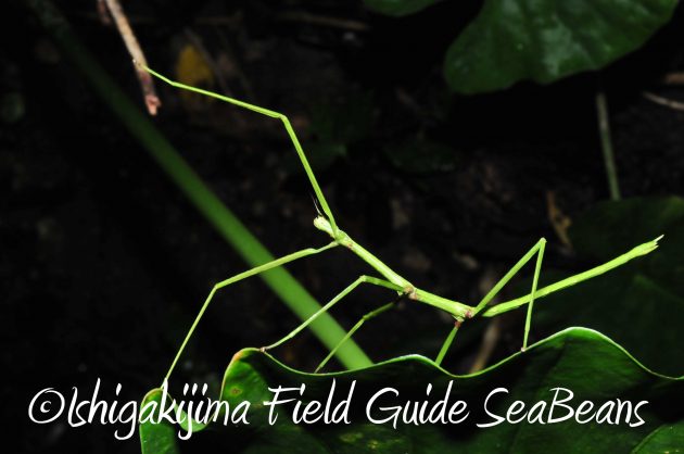 8.16石垣島ナイトツアー3