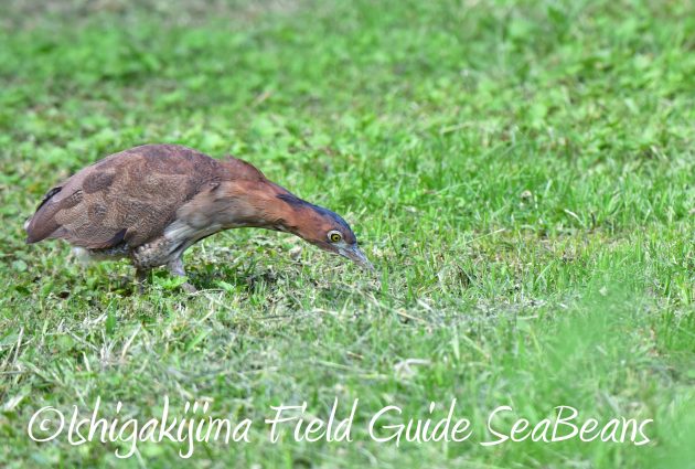 8月30日石垣島バードウオッチング＆野鳥撮影16