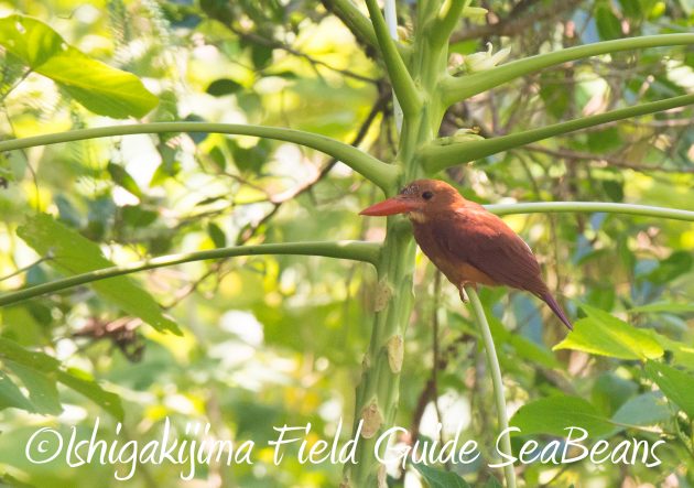 8月30日石垣島バードウオッチング＆野鳥撮影13