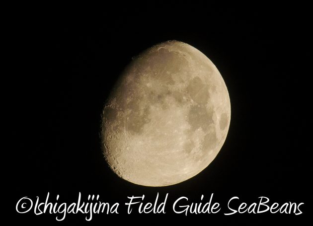 8月14日石垣島ナイトツアー18