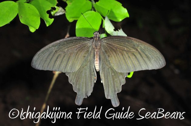 8月7日石垣島 ナイトツアー9