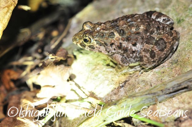 8月1日　石垣島ナイトツアー16