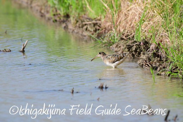 8月2日石垣島　バードウオッチング　野鳥撮影7