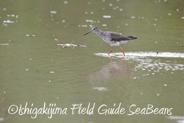 8月4日鳥獣保護区域等巡回調査3