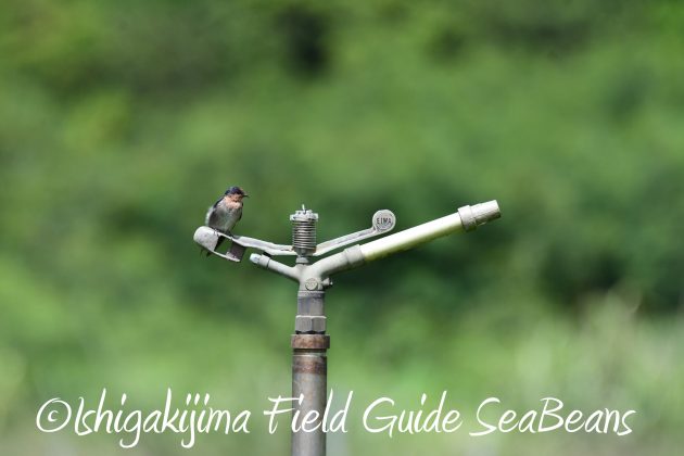 8月27日石垣島バードウオッチング＆野鳥撮影8