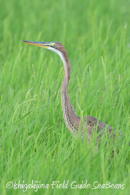 8月1日 石垣島 バードウオッチング 野鳥撮影11