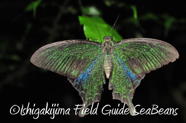 8月12日石垣島ナイトツアー14