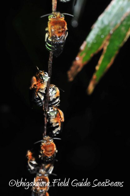 8月9日石垣島ナイトツアー19