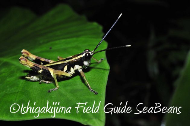 8月5日　石垣島ナイトツアー11