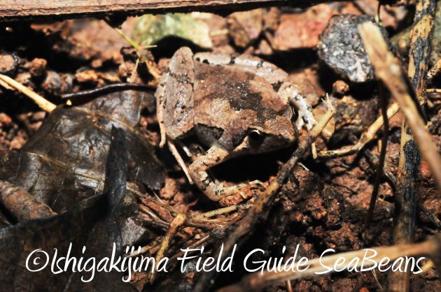 8月12日石垣島ナイトツアー15