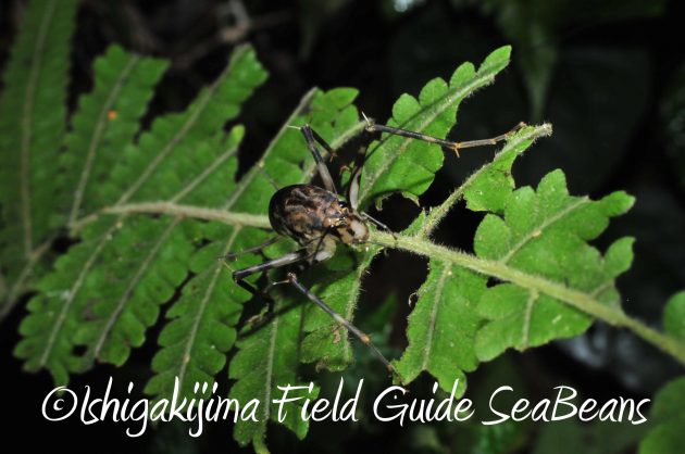 8月17日石垣島ナイトツアー7