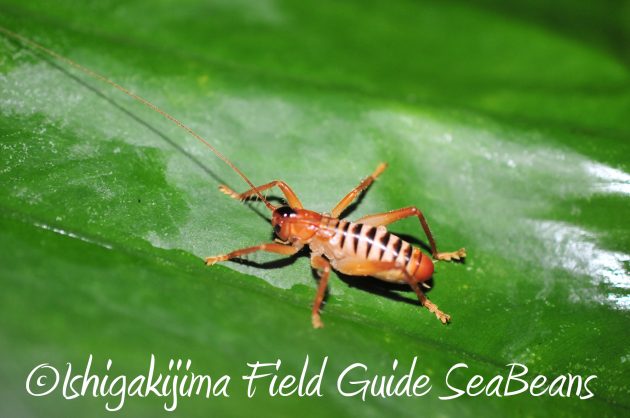 8.16石垣島ナイトツアー6