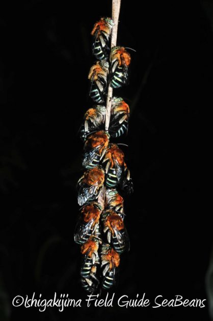 8月11日石垣島ナイトツアー12