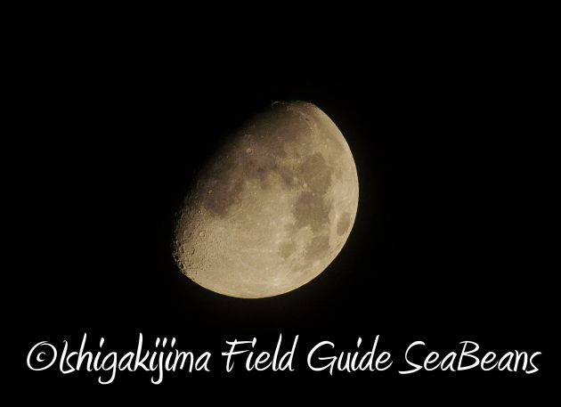 8月13日石垣島ナイトツアー19