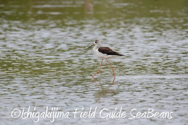 8月13日石垣島バードウオッチング＆野鳥撮影10