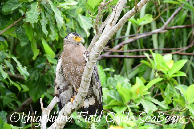 8月10日石垣島 バードウオッチング&野鳥撮影6